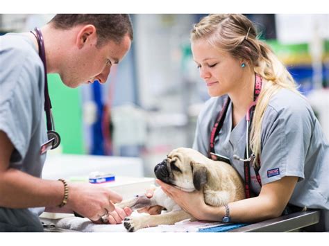Emergency veterinarian service